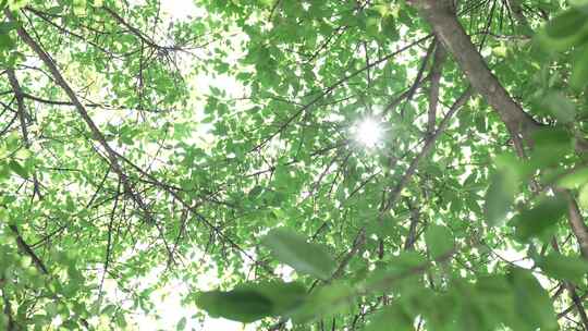 夏日树林树木阳光