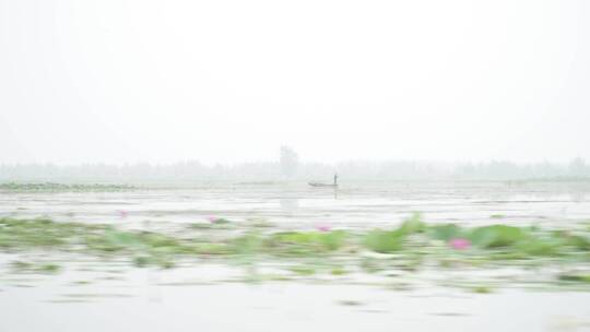 湖区拆围后生态大批水鸟栖息广角镜头