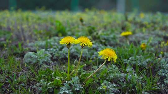 田野草地的野菊花