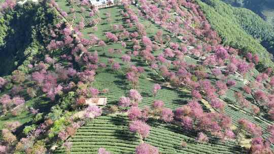 4k云南大理无量山樱花航拍