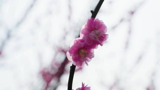 梅花特写