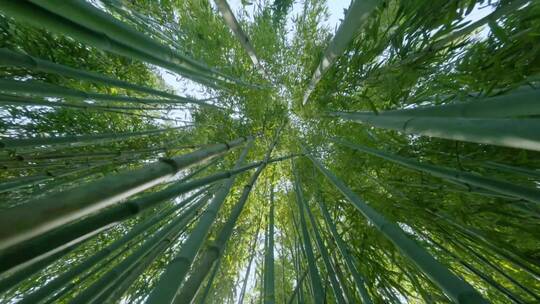 实拍 竹林 4k 竹子 美景视频素材模板下载