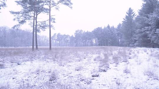 大自然冬天 东北森林雪后的美景特写