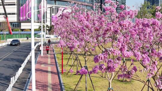 中国广东省广州市海珠区瑞宝街道紫花风铃木