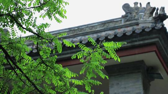 植物绿植唯美雨天下雨中式园林古建筑写意