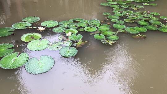 水上的睡莲