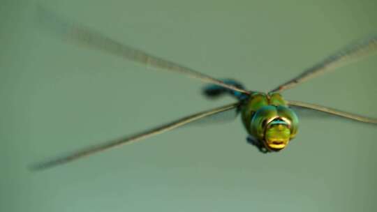 蜻蜓特写昆虫自然环境野外大自然视频素材模板下载