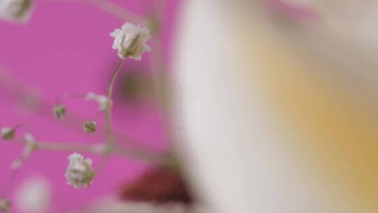 粉色背景上的一朵花的细节