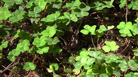 红杉草本植物特写视频素材模板下载