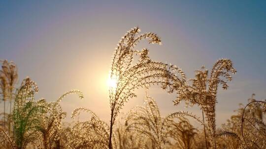 夕阳芦苇荡视频素材模板下载