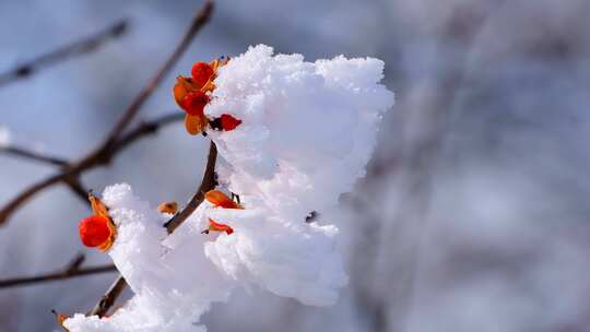 冬天阳光照射积雪融化露出树枝上红色的花朵