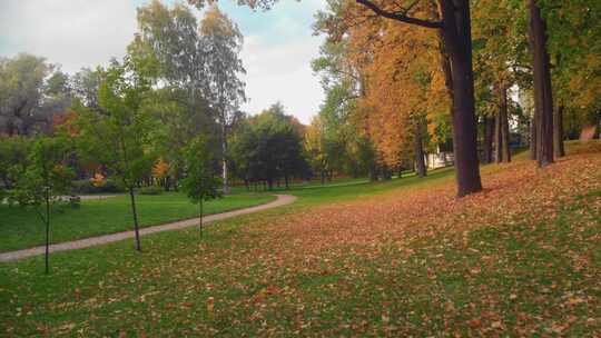 实拍秋天公园的落叶美景视频素材模板下载