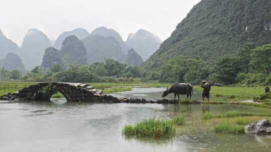 水边石拱桥旁的水牛和戴帽农民