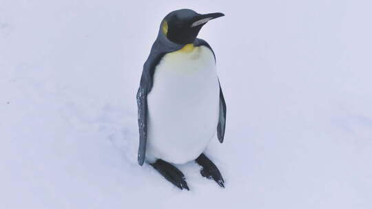 南极王企鹅野生鸟类特写