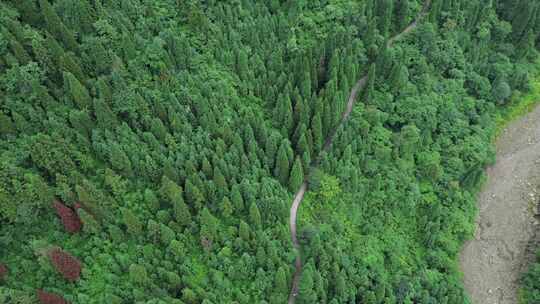 四川彭州九峰山原始森林、苍翠山林