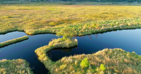 冬季湿地湖泊上金黄的水草