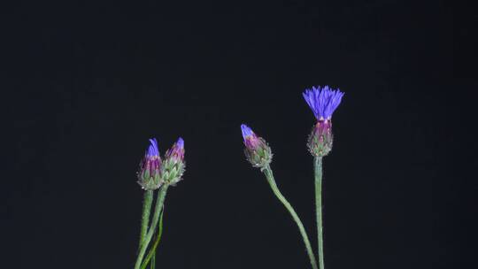 鲜花盛开延时摄影