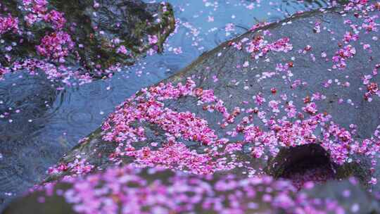 雨天凋零的梅花花瓣