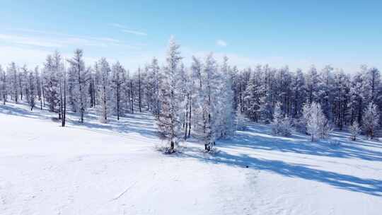 银装素裹的雪后森林全景