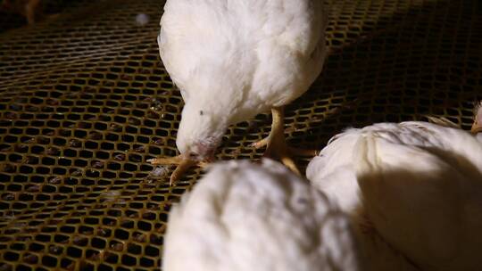 白羽鸡肉鸡养殖视频素材模板下载