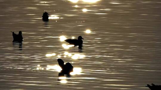 黄昏时水中鸭子的剪影