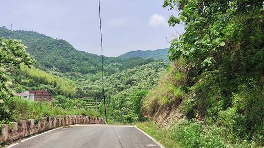 满山板栗树开花