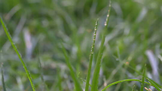 8K植物露珠露水空镜白露节气自然