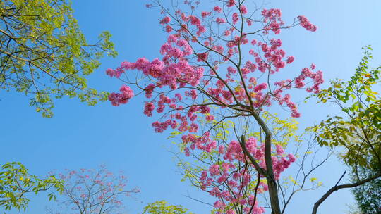 春天春暖花开仰视紫花风铃木满树红花视频素材模板下载