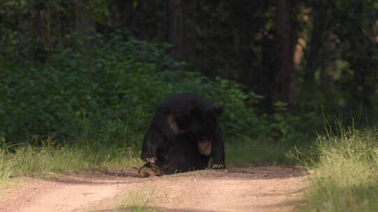森林山路野生黑熊熊瞎子