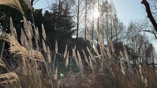 冬日暖阳下的芦苇丛视频素材模板下载