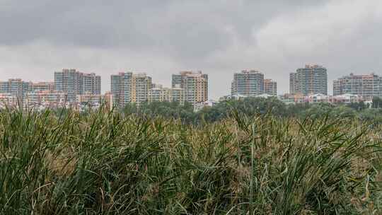 芦苇蒲草秋季枯黄楼房建筑房地产阴沉