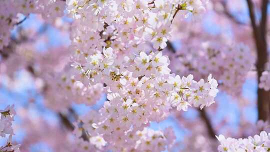 春天阳光下盛开的粉色樱花特写樱花树
