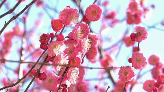 春季红色梅花景观