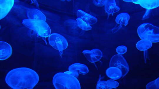 一群蓝色水母在水中游泳和漂浮，令人惊叹的水母在水下靠近视频素材模板下载
