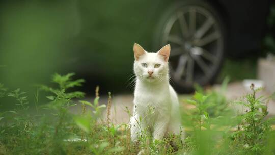 小区里的猫咪