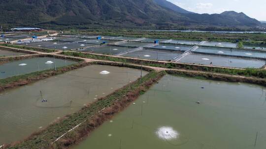 渔场 养殖鱼 生态鱼养殖基地