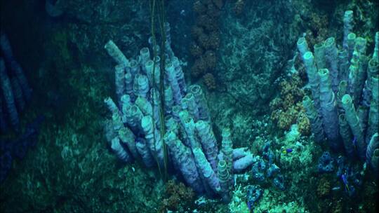 水下生物深海近距离拍摄4k