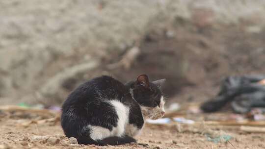 户外黑白花色流浪猫蹲坐