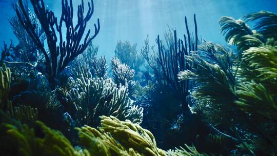 海底珊瑚林