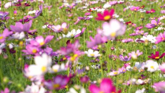 格桑花实拍