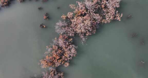 赤金峡水库湿地胡杨航拍