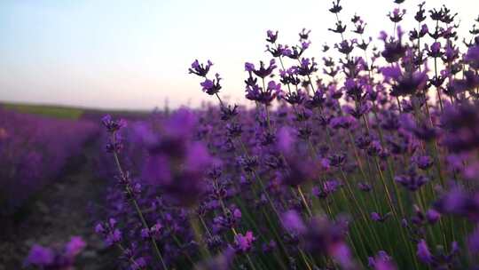 日落时的薰衣草盛开郁郁葱葱的紫色薰衣草花视频素材模板下载