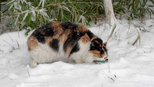 雪天猫在户外吃东西吃猫罐头视频素材模板下载