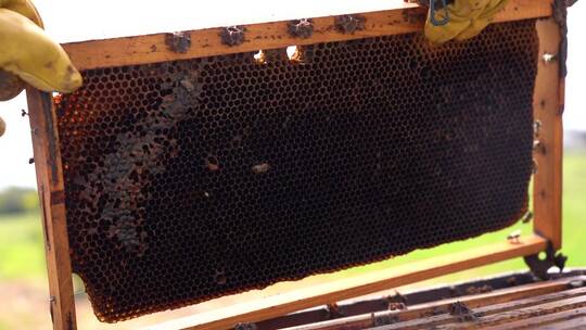 蜂农打开蜂巢蜂蜜蜜糖丰收爬满蜜蜂