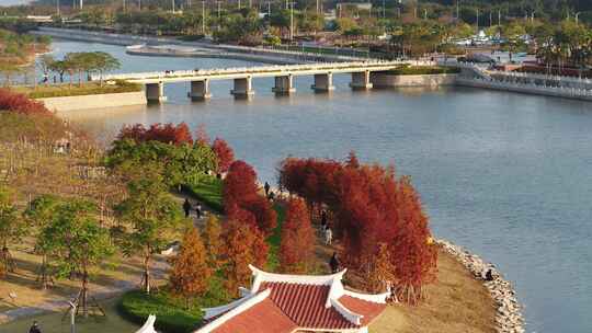 厦门 海沧 马銮湾 湿地公园 落羽杉