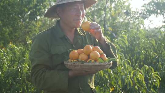 黄油桃 黄金油桃 蒙阴黄油桃