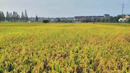 成片金黄稻田丰收的景象
