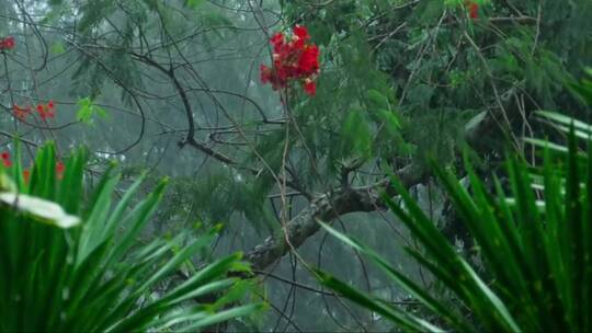 暴雨击打着森林里的树和花朵