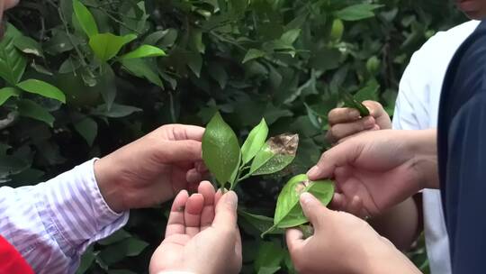 4K农技专家指导柑橘病虫害现场
