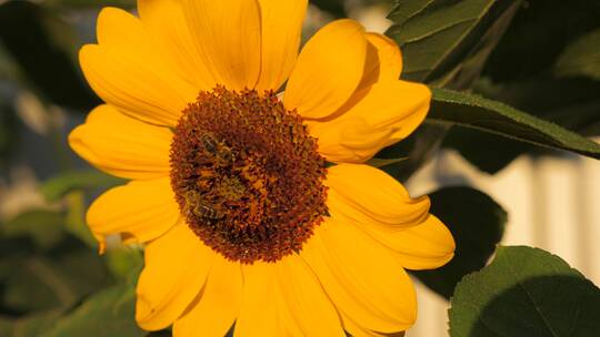 蜜蜂在向日葵上采集花蜜或花粉